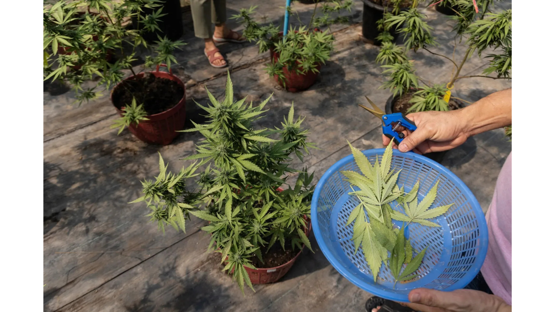 Pot Stocks Soar as Trump Considers Drug Reclassification