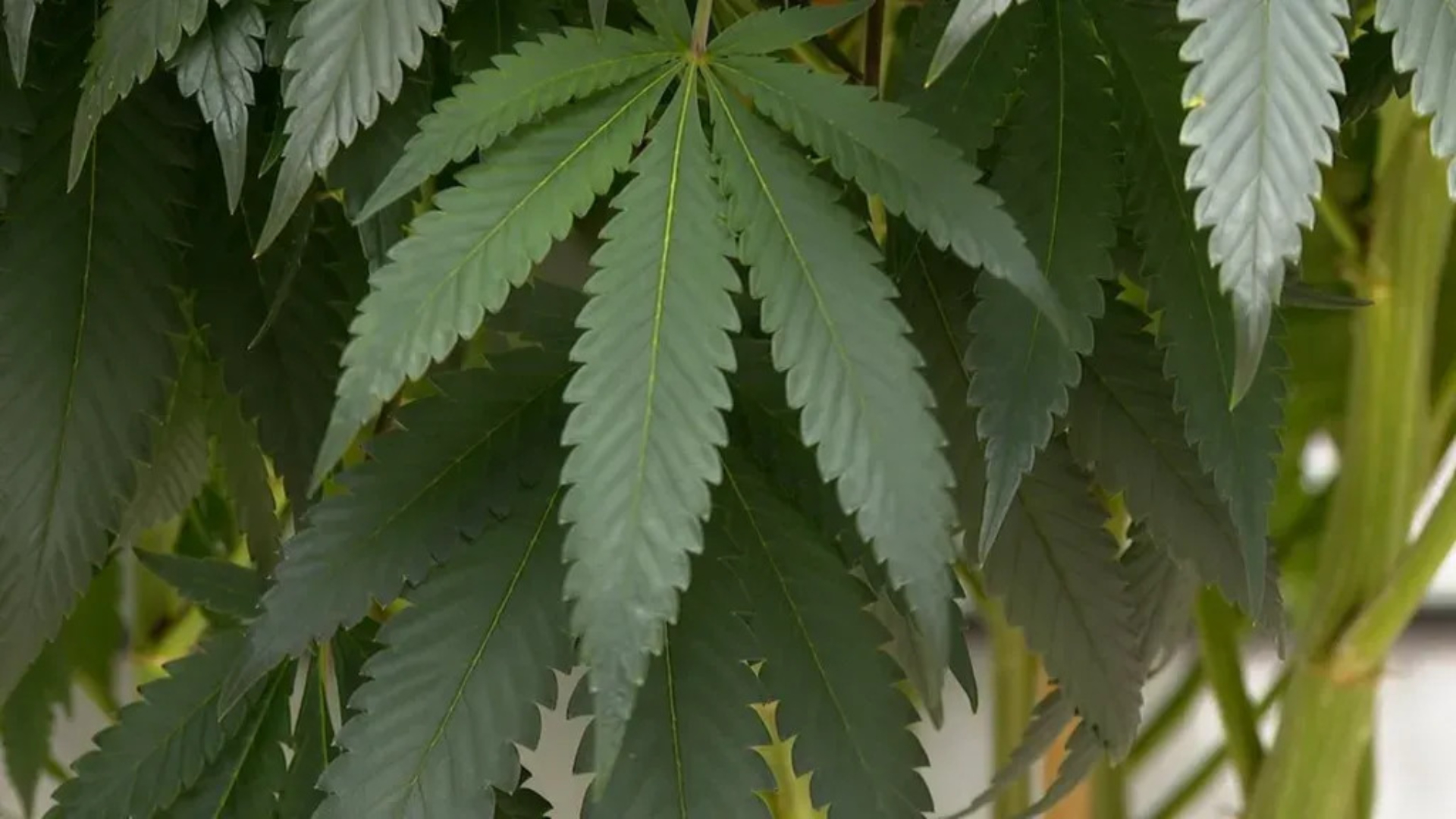 Half of deputies back cannabis decriminalisation
